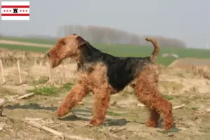 Read more about the article Welsh Terrier breeders and puppies in Drenthe