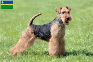Read more about the article Welsh Terrier breeders and puppies in Flevoland
