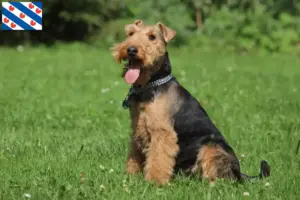 Read more about the article Welsh Terrier breeders and puppies in Friesland