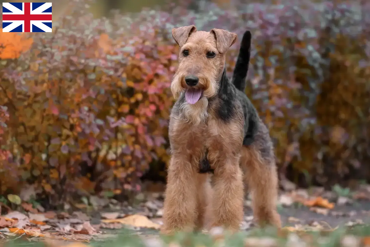 Read more about the article Welsh Terrier breeders and puppies in Great Britain