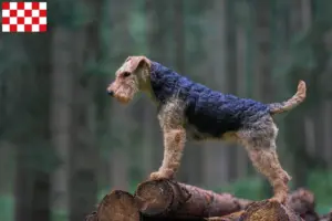 Read more about the article Welsh Terrier breeders and puppies in North Brabant