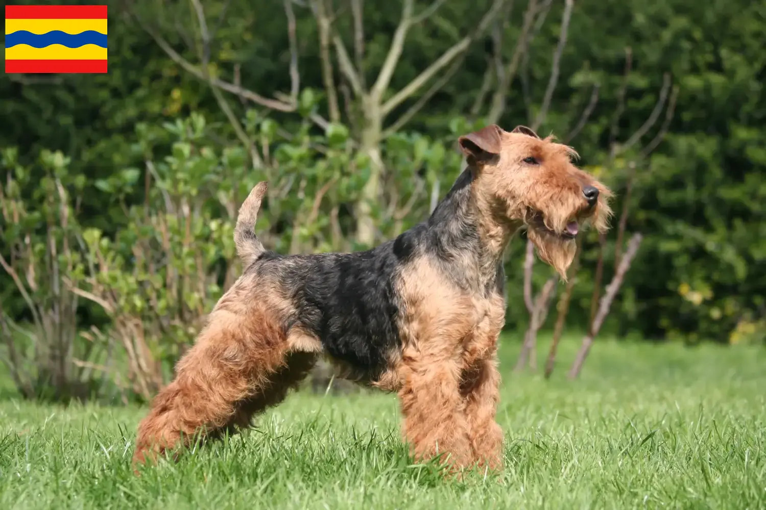 Read more about the article Welsh Terrier breeders and puppies in Overijssel