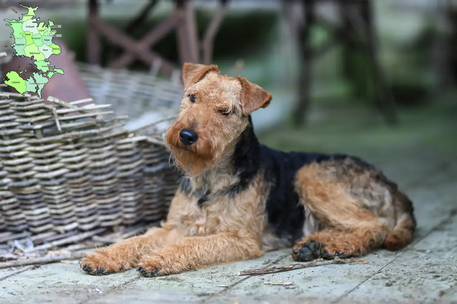 Read more about the article Welsh Terrier breeders and puppies in Sjælland
