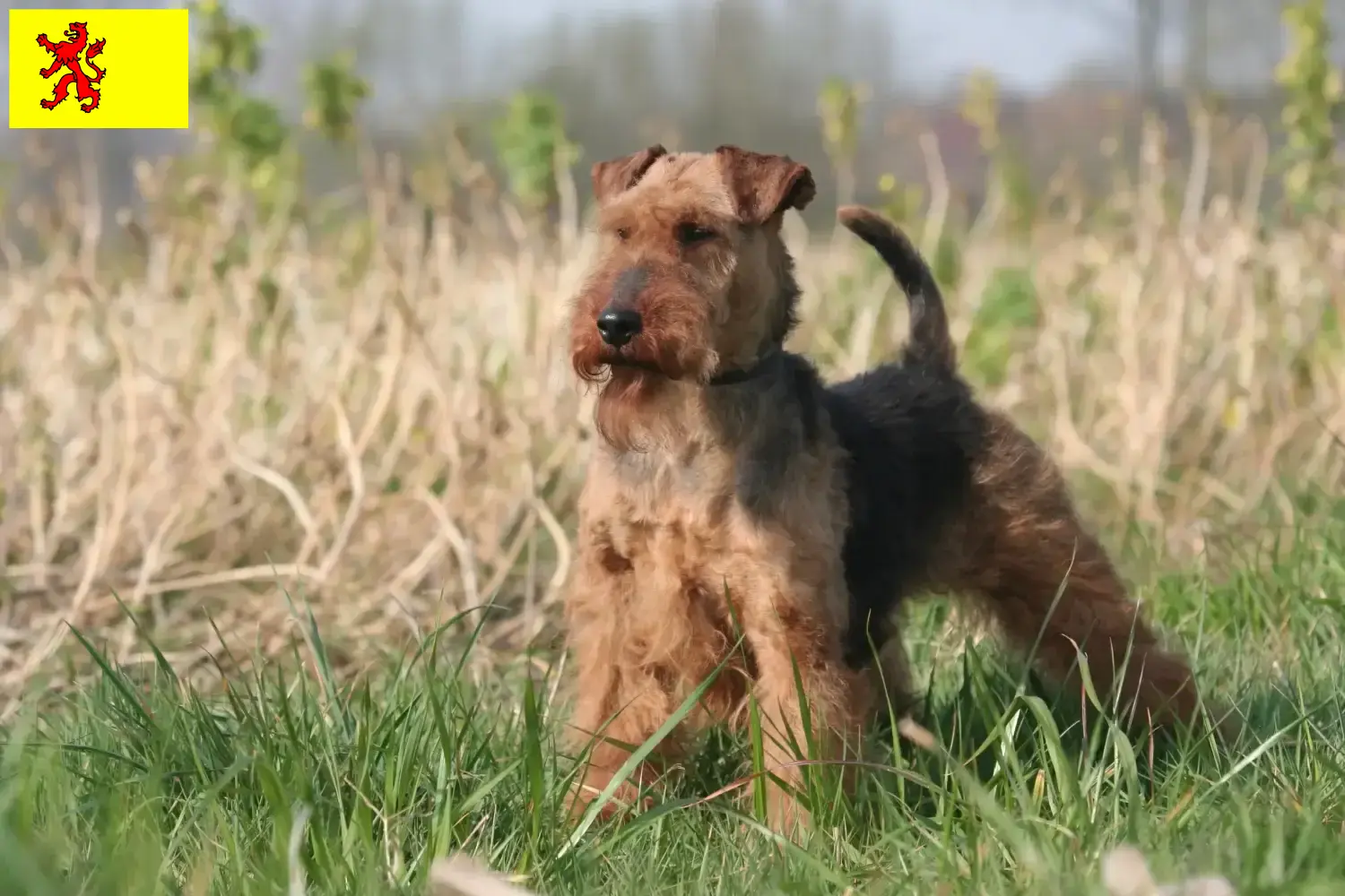 Read more about the article Welsh Terrier breeders and puppies in South Holland