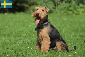 Read more about the article Welsh Terrier breeders and puppies in Sweden