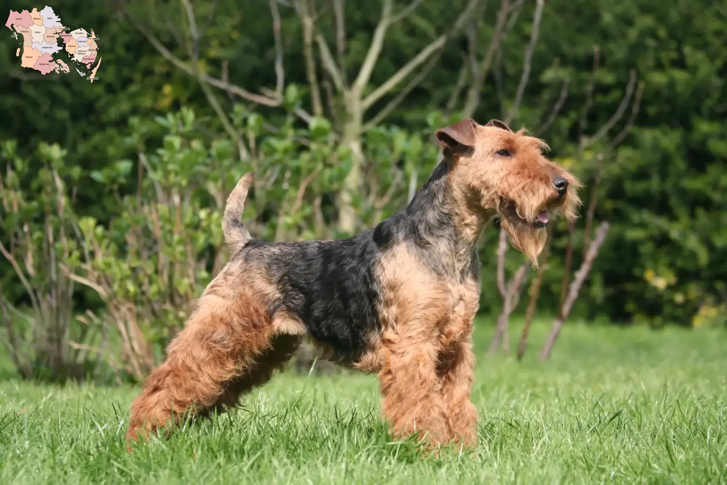 Read more about the article Welsh Terrier breeders and puppies in Syddanmark