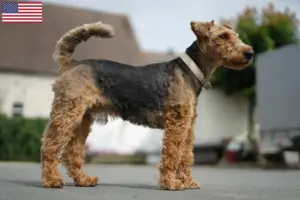 Read more about the article Welsh Terrier breeders and puppies in the USA