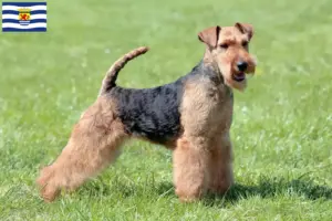 Read more about the article Welsh Terrier breeders and puppies in Zeeland