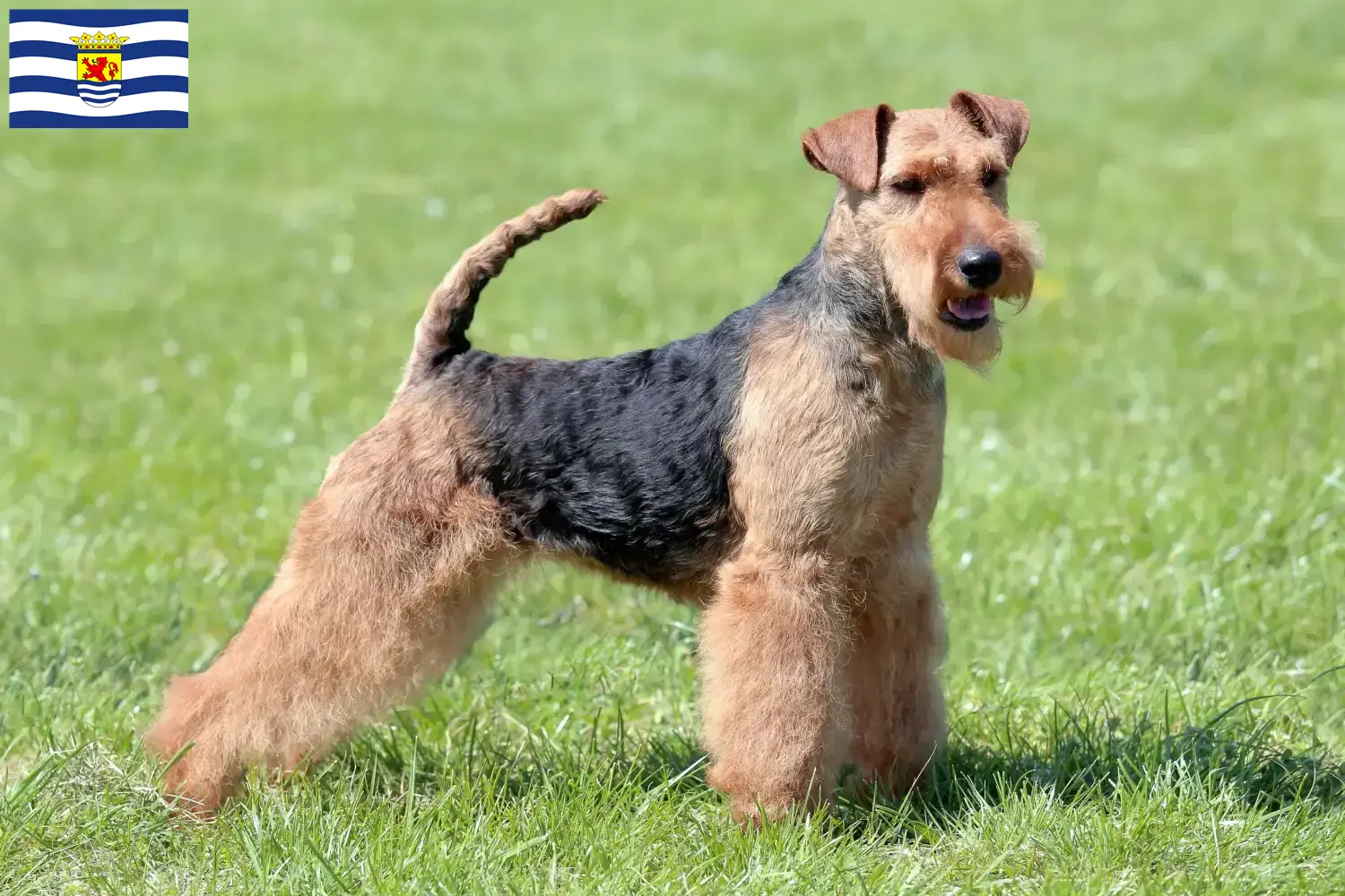 Welsh Terrier puppies and breeders Zeeland Find Welsh Terrier breeders in Zeeland.