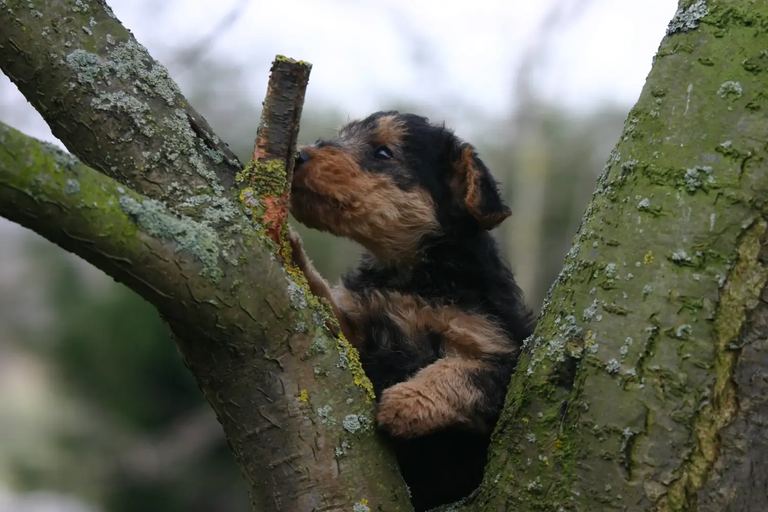 Buying a Welsh Terrier puppy means taking responsibility! Buy Welsh Terrier puppies.