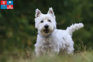Read more about the article Westie breeders and puppies in Karlsbad