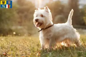 Read more about the article Westie breeders and puppies in Moravia-Silesia