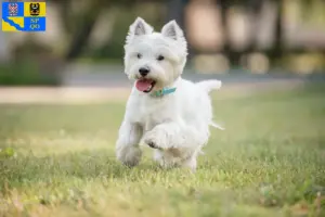 Read more about the article Westie breeders and puppies in Olomouc