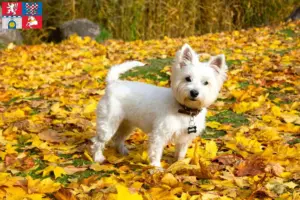 Read more about the article Westie breeders and puppies in Pardubice