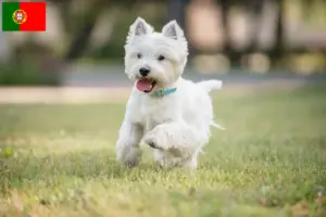 Read more about the article Westie breeders and puppies in Portugal