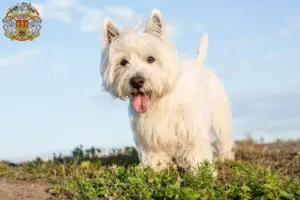 Read more about the article Westie breeders and puppies in Prague