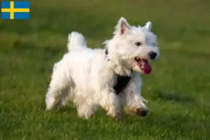 Read more about the article Westie breeders and puppies in Sweden