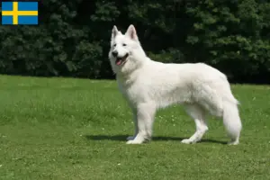 Read more about the article White Swiss Shepherd breeders and puppies in Sweden