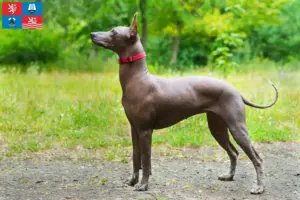Read more about the article Xolo breeders and puppies in Karlsbad