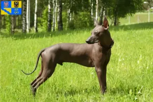 Read more about the article Xolo breeders and puppies in Olomouc
