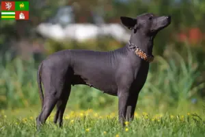 Read more about the article Xolo breeders and puppies in Pilsen