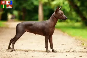 Read more about the article Xolo breeders and puppies in South Bohemia