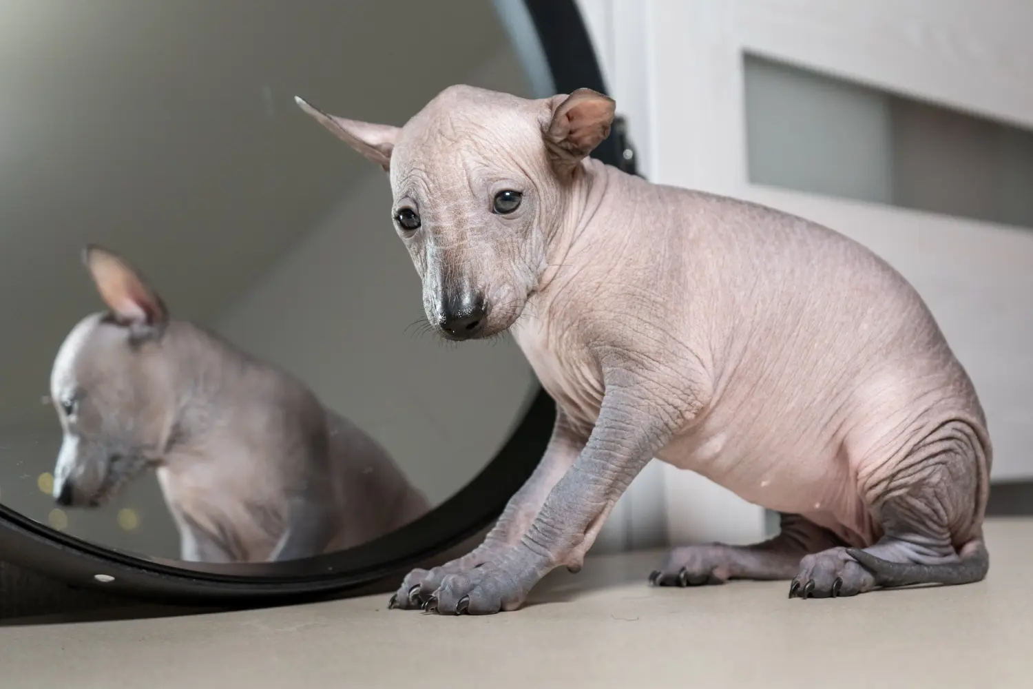 Buying a Xolo puppy means taking responsibility! Buy Xolo puppies.