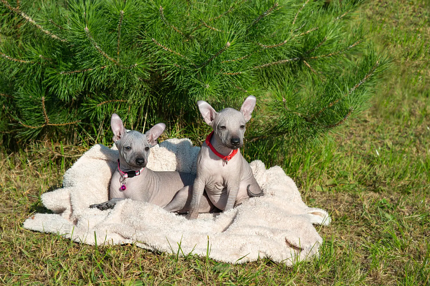 Buying a Xolo puppy means taking responsibility! Buy Xolo puppies.