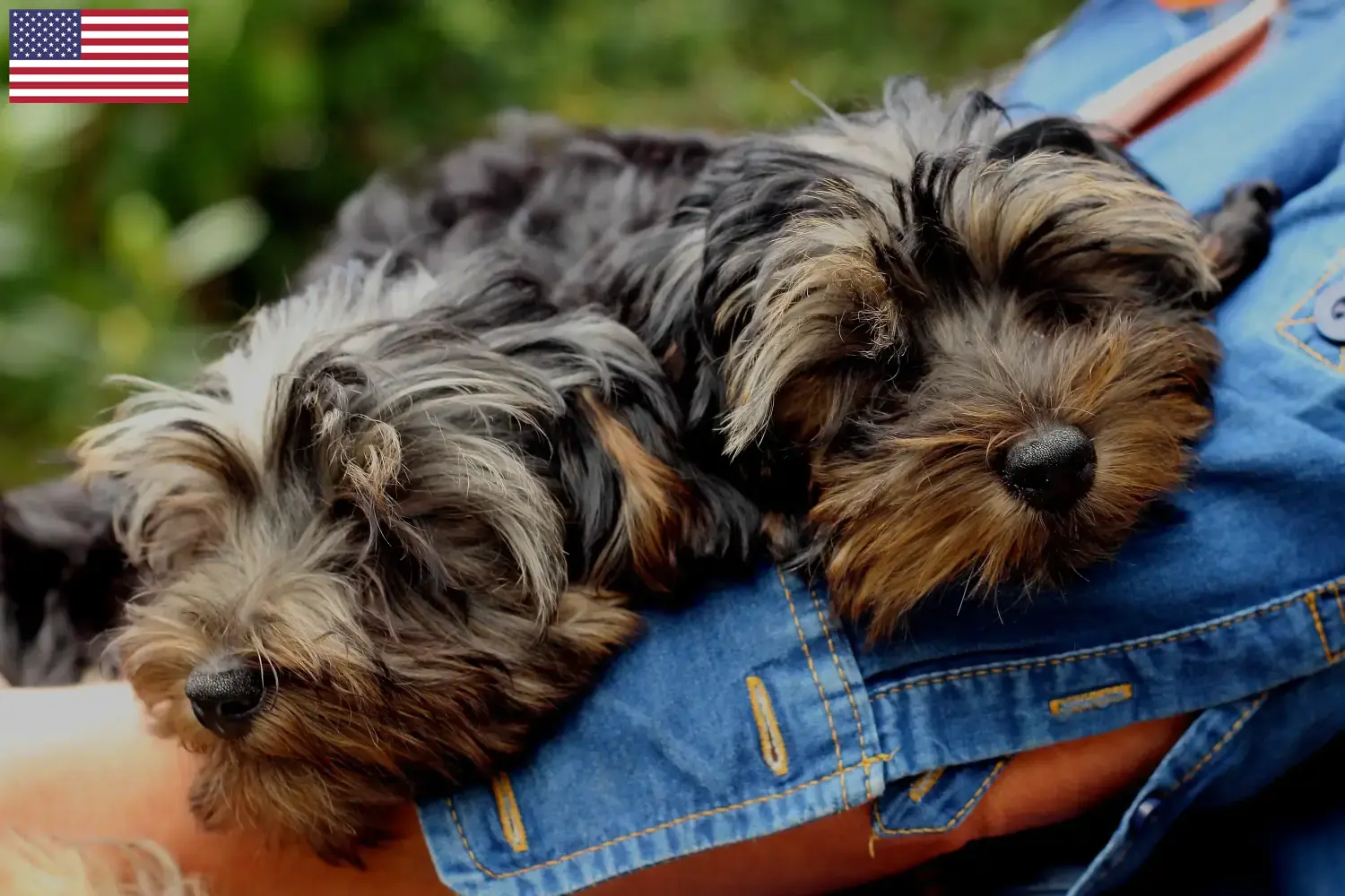 Read more about the article Yorkipoo breeders and puppies in the USA