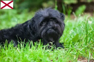 Read more about the article Affenpinscher breeders and puppies in Alabama