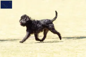 Read more about the article Affenpinscher breeders and puppies in Alaska