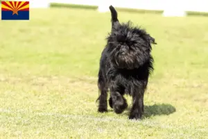 Read more about the article Affenpinscher breeders and puppies in Arizona
