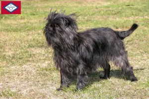 Read more about the article Affenpinscher breeders and puppies in Arkansas