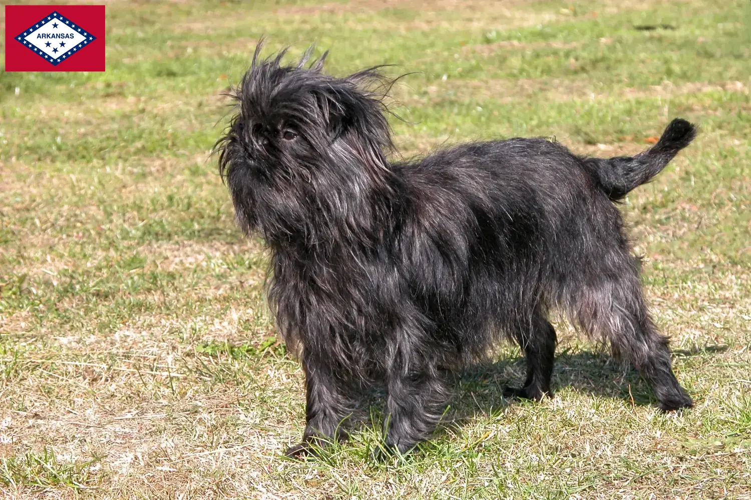 Affenpinscher puppies and breeders Arkansas Here you can find Affenpinscher breeders in Arkansas.