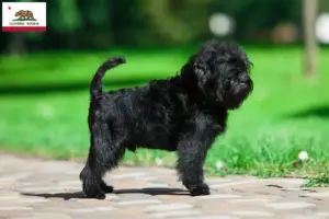 Read more about the article Affenpinscher breeders and puppies in California
