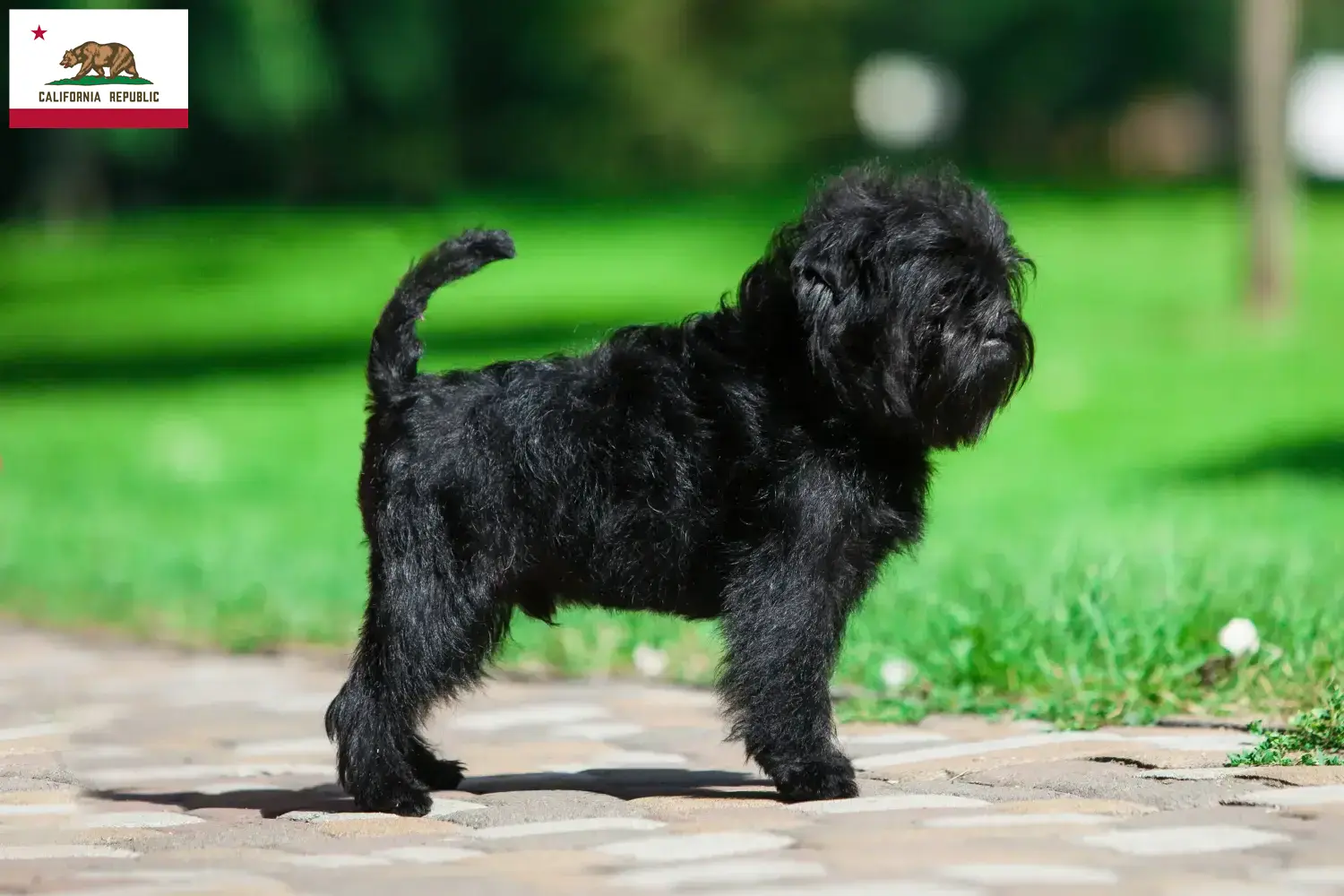 Affenpinscher puppies and breeder California Here you can find Affenpinscher breeders in California.