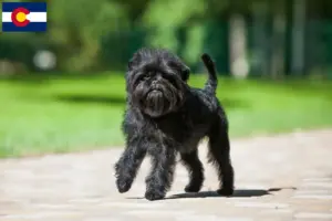 Read more about the article Affenpinscher breeders and puppies in Colorado