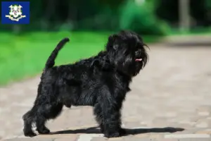 Read more about the article Affenpinscher breeders and puppies in Connecticut