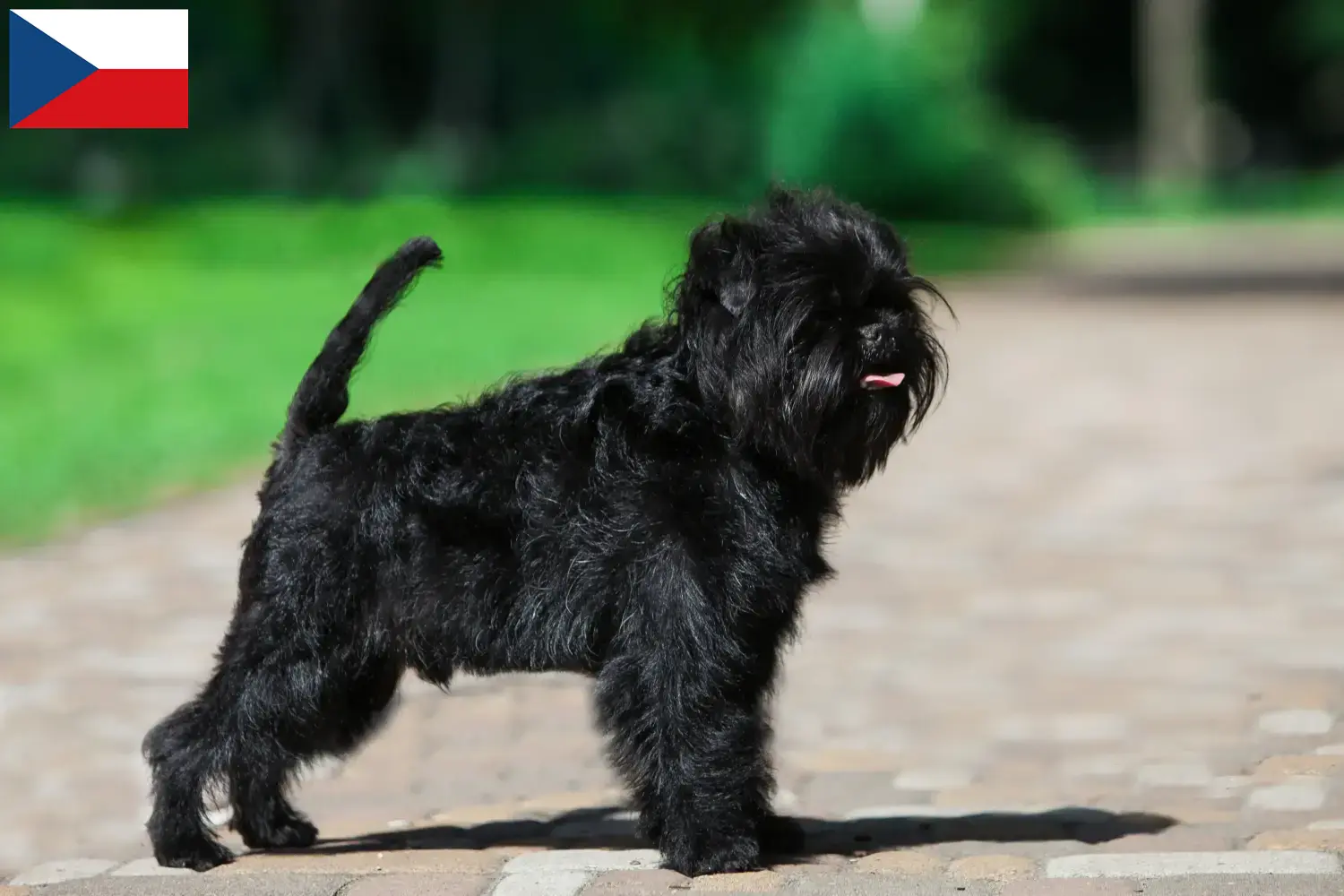 Affenpinscher puppies and breeders Czech Republic Here you can find Affenpinscher breeders in Czech Republic.