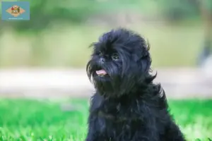Read more about the article Affenpinscher breeders and puppies in Delaware