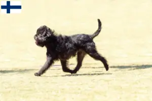 Read more about the article Affenpinscher breeders and puppies in Finland