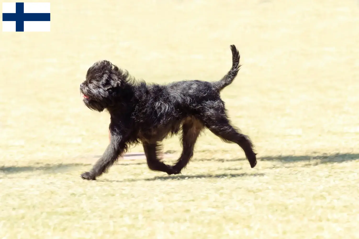 Affenpinscher puppies and breeders Finland Here you can find Affenpinscher breeders in Finland.