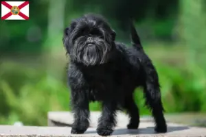 Read more about the article Affenpinscher breeders and puppies in Florida