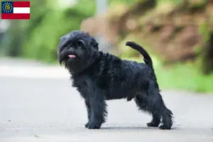 Read more about the article Affenpinscher breeders and puppies in Georgia