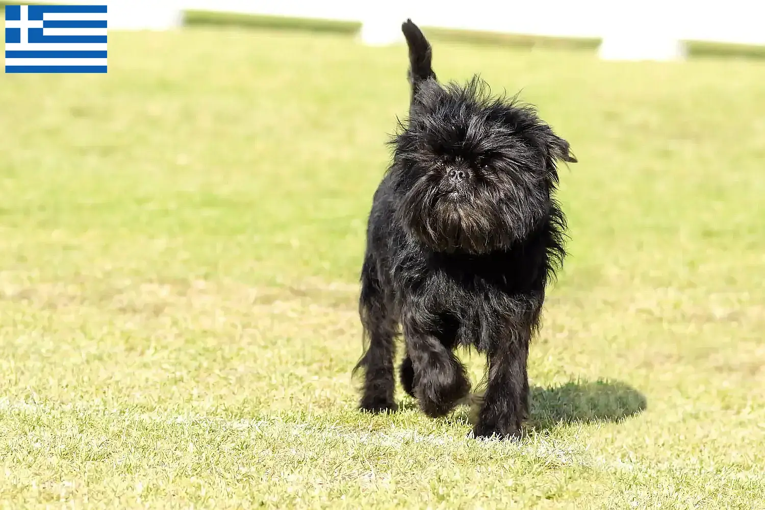 Affenpinscher puppies and breeders Greece Here you can find Affenpinscher breeders in Greece.