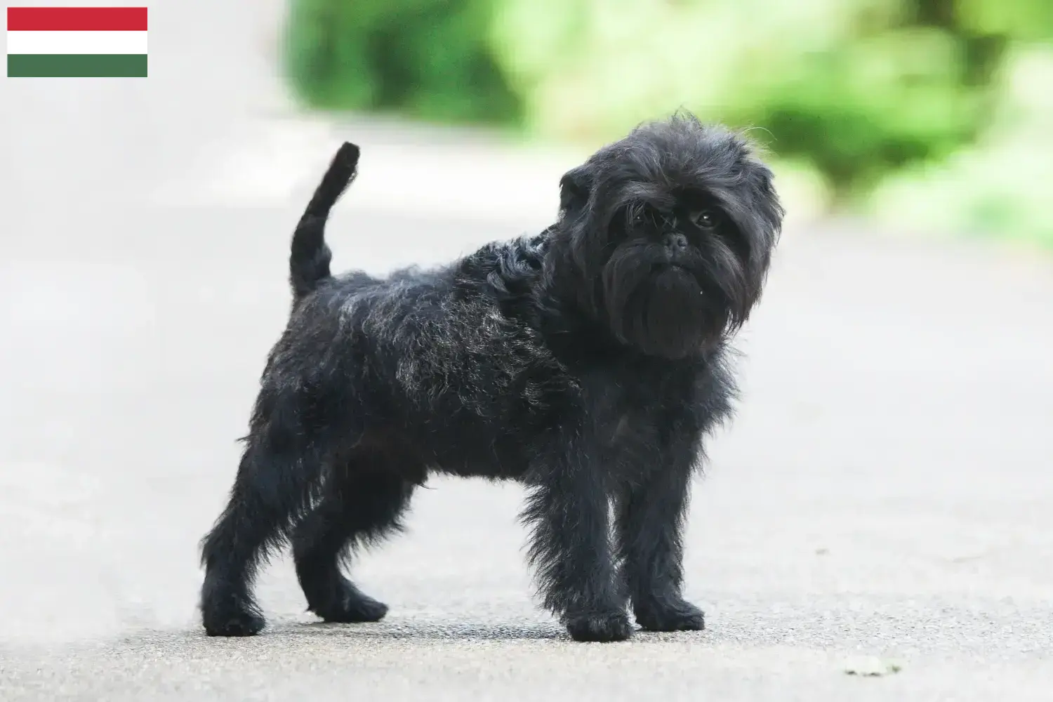 Affenpinscher puppies and breeders Hungary Here you can find Affenpinscher breeders in Hungary.