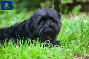 Read more about the article Affenpinscher breeders and puppies in Idaho