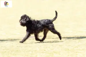 Read more about the article Affenpinscher breeders and puppies in Illinois