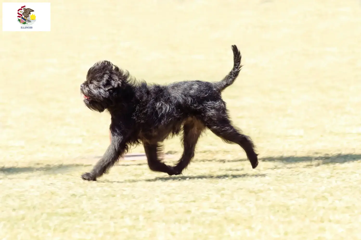 Affenpinscher puppies and breeders Illinois Here you can find Affenpinscher breeders in Illinois.