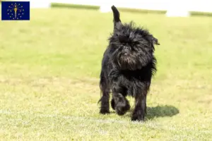 Read more about the article Affenpinscher breeders and puppies in Indiana